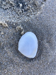Macoma