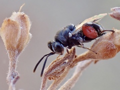 Brachymeria podagrica