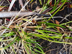 Isolepis praetextata