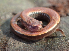 Batrachoseps attenuatus