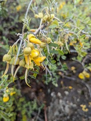 Sophora chrysophylla