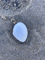 Macoma