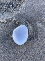 Macoma