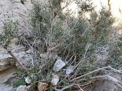 Brickellia desertorum