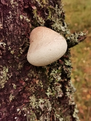 Fomitopsis betulina