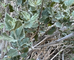 Brickellia desertorum