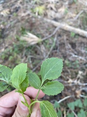 Sambucus canadensis