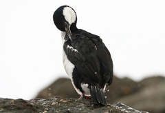 Leucocarbo bransfieldensis