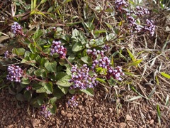 Ageratum conyzoides
