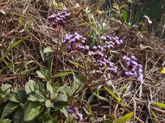 Ageratum conyzoides