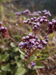 Ageratum conyzoides