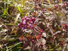 Ageratum conyzoides