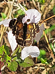 Anthanassa texana seminole