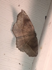 Eutrapela clemataria