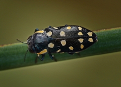 Diphucrania duodecimmaculata