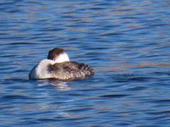 Aechmophorus occidentalis