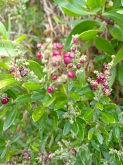 Rhagodia candolleana
