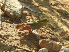 Gastrimargus marmoratus