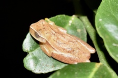 Dendropsophus microcephalus image
