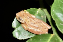 Dendropsophus microcephalus