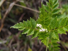 Valeriana chaerophylloides