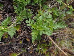 Valeriana chaerophylloides