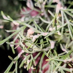 Aceria paracalifornica