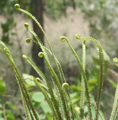 Pteris platyzomopsis