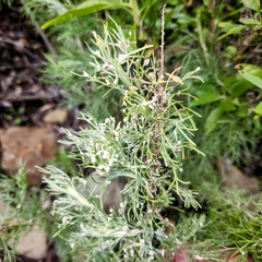 Aceria paracalifornica