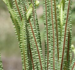 Pteris platyzomopsis