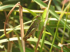 Gastrimargus marmoratus