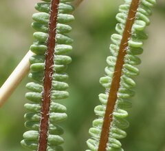 Pteris platyzomopsis