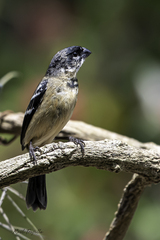 Sporophila morelleti