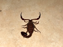 Tityus pachyurus