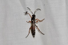 Ichneumon promissorius