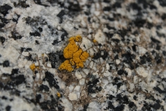 Candelariella rosulans