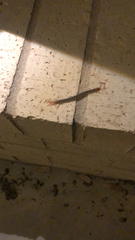 Scolopendra polymorpha