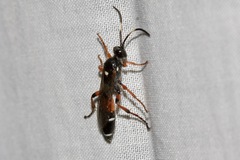Ichneumon promissorius