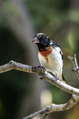 Pheucticus ludovicianus