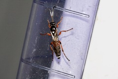 Ichneumon promissorius