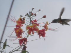 Amazilis amazilia