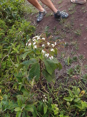 Heliotropium angiospermum