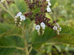 Heliotropium angiospermum