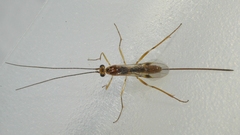Meteorinae