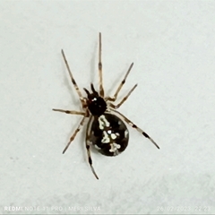 Theridiidae