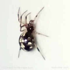 Theridiidae
