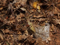Acrometopa servillea