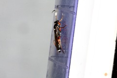 Ichneumon promissorius