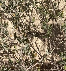 Auriparus flaviceps