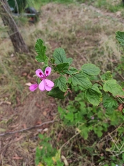 Pelargonium panduriforme